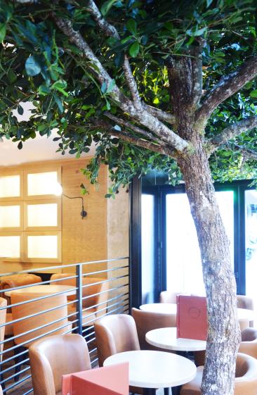 arbre_canopee_le_balzac.jpg