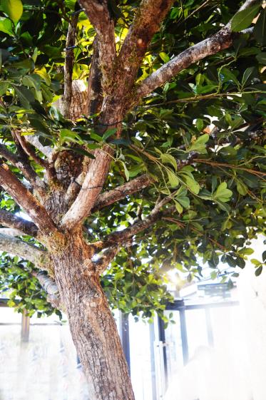 arbre_vue_2_le_balzac.jpg