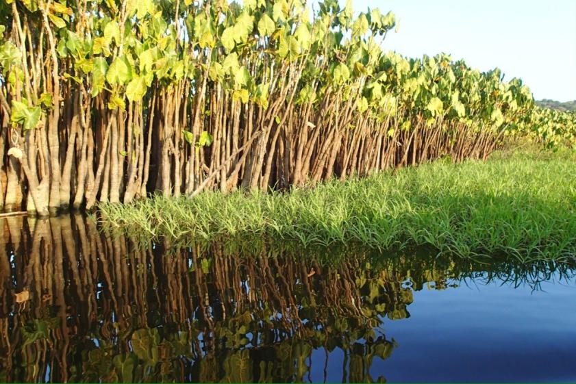 Référence visuelle : Massif de Moucou-Moucou dans les marais de Kaw