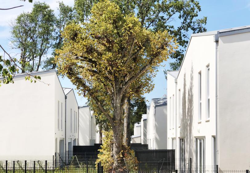 lp_arbre_bd.jpg