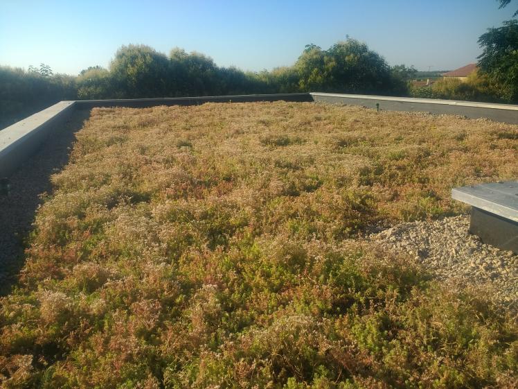 toiture terrasse végétalisée (sedums)