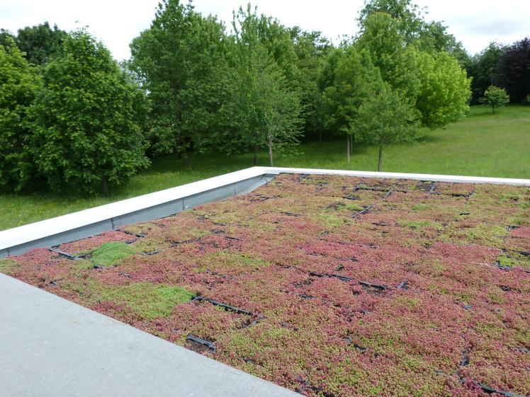 toiture terrasse végétalisée