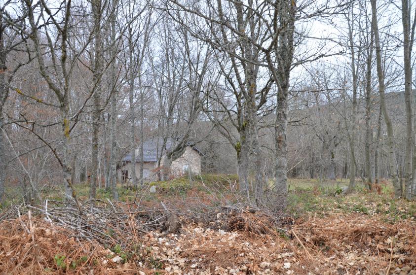 Au fond des bois