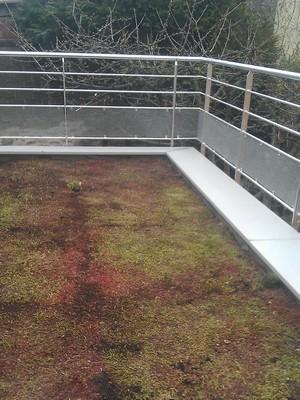 toit terrasse végétalisé logement n°2