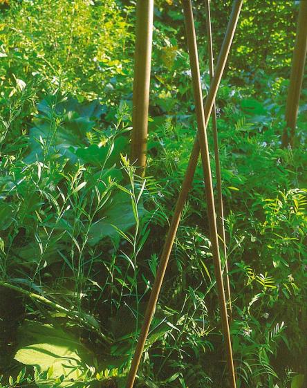 vegetation-structure.jpg
