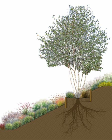 détail plantation