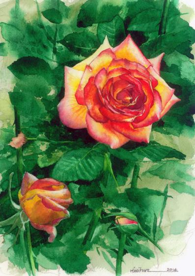 aquarelle 2014 Montigny, roses
