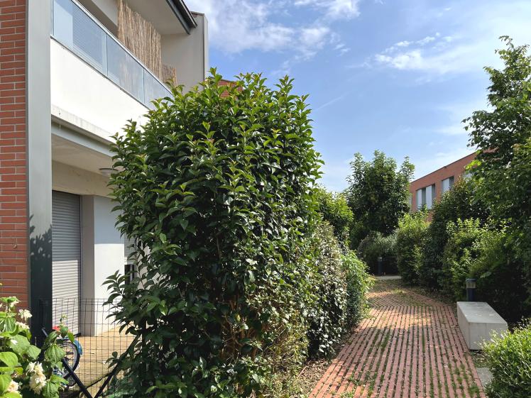 Détail d'un jardin devant les maisons T2 (2025)