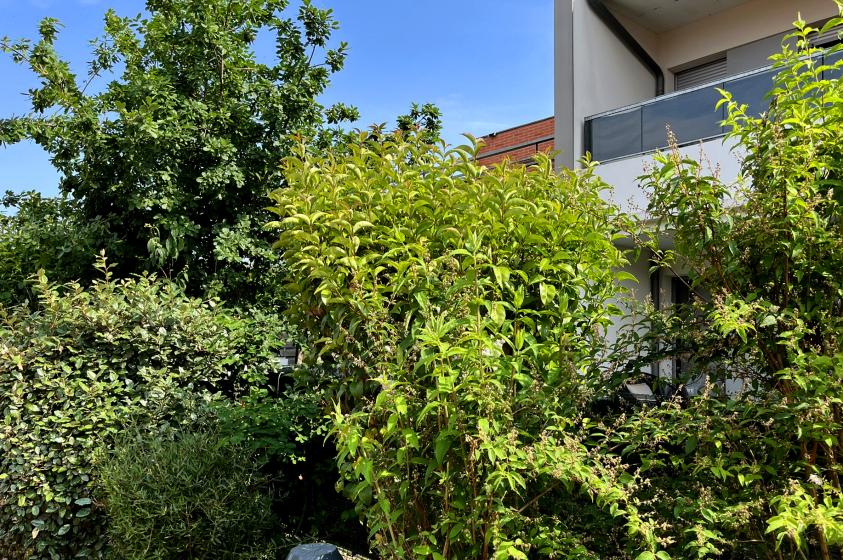 Détail d'un jardin devant les maisons T4 (2025)