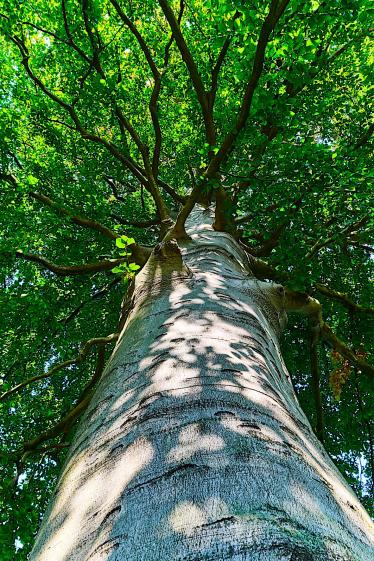 Arbre - Photo studio VDM Arbre