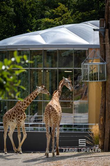 Girafes