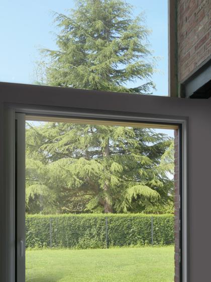 vue sur l'arbre de haute tige