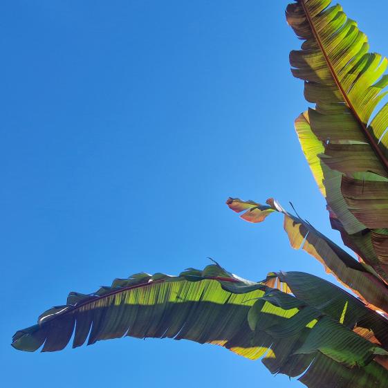 Détail végétal
