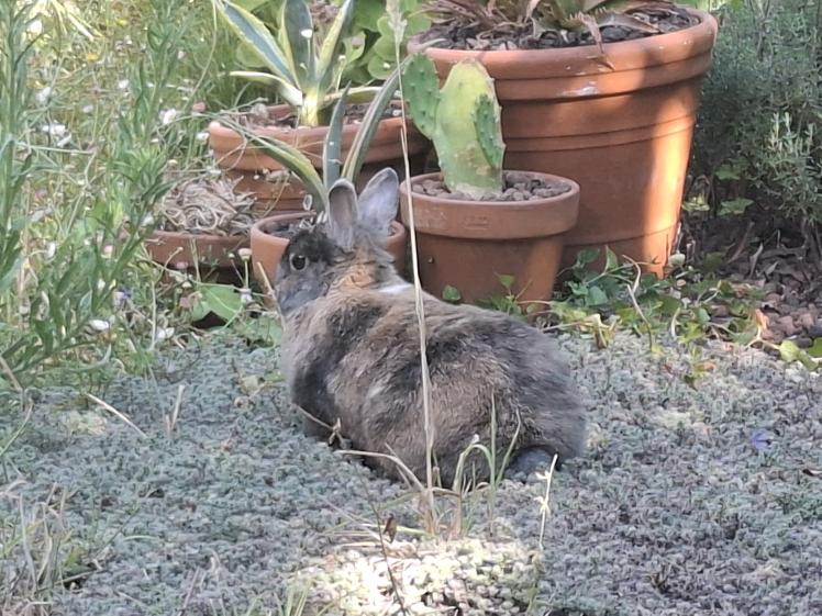 Balade dans le jardin