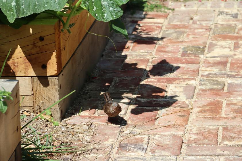 Merlette en plein repas, pavés en briques de réemploi et traverses paysagère en chêne