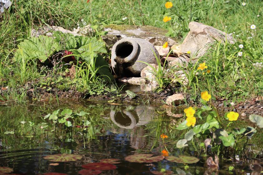 La mare, sa grenouille verte et ses plantes aquatiques Maison Vert de Gris
