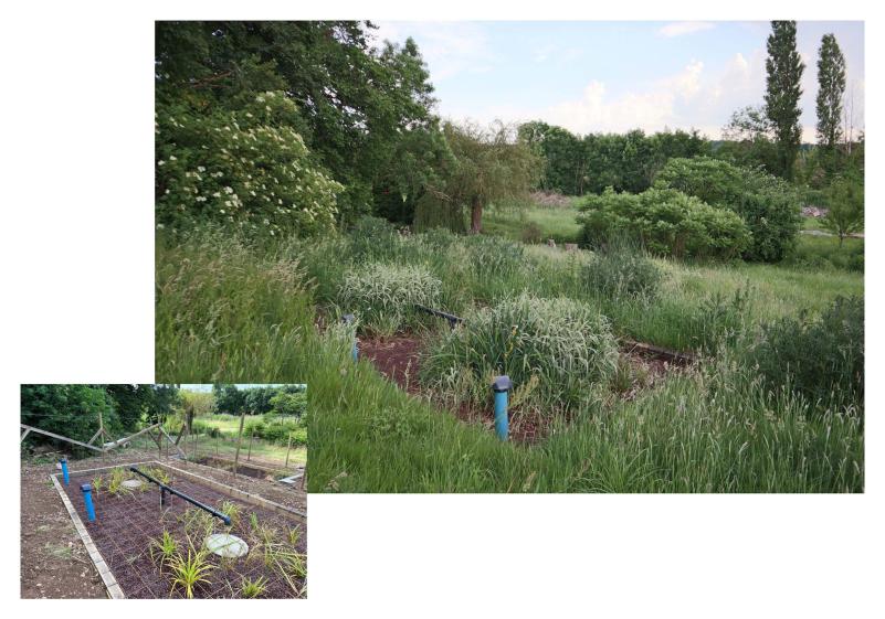 Phytoépuration avant/après la pousse des plantes