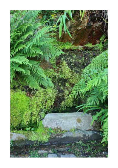 Le mur ruisselant, écosystème et fraîcheur Mur ruisselant