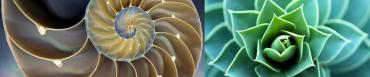 biomimetisme_fractal.jpg