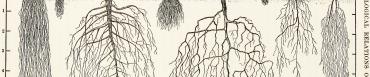 1919_the_ecological_relations_of_roots._materialiser_un_terroir.jpg