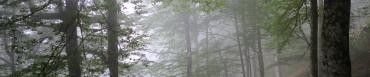 La forêt, source de vie et d'inspiration