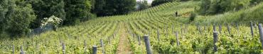 Vignes