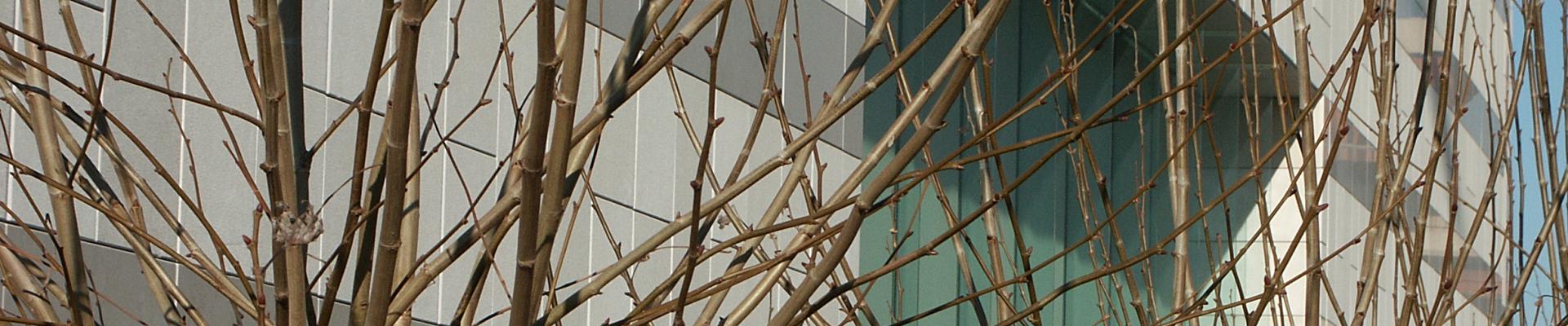 facade_est_platane.jpg
