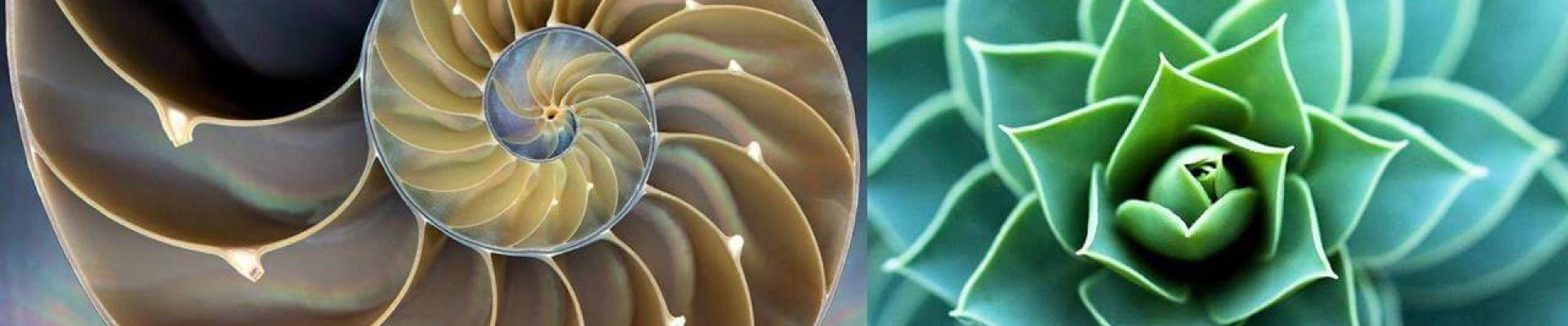 biomimetisme_fractal.jpg