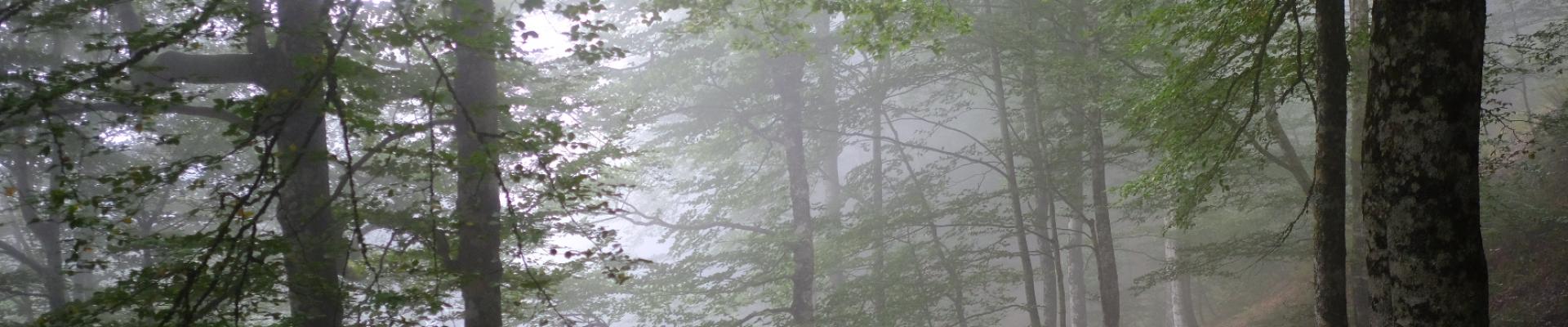 La forêt, source de vie et d'inspiration