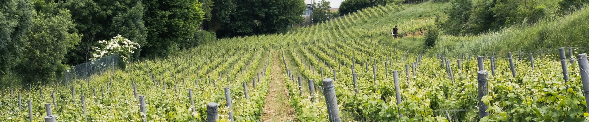 Vignes