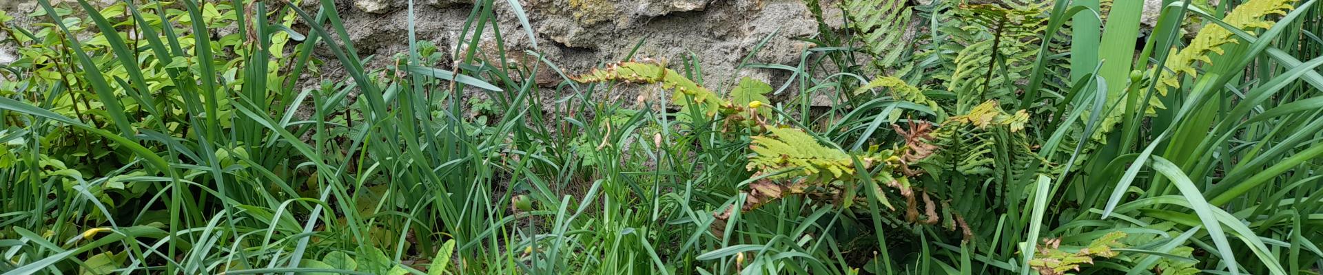 Mur ancien - grès de Fontainebleau et calcaire de Brie + Végétation archaïque en zone humide prêles fougères joncs