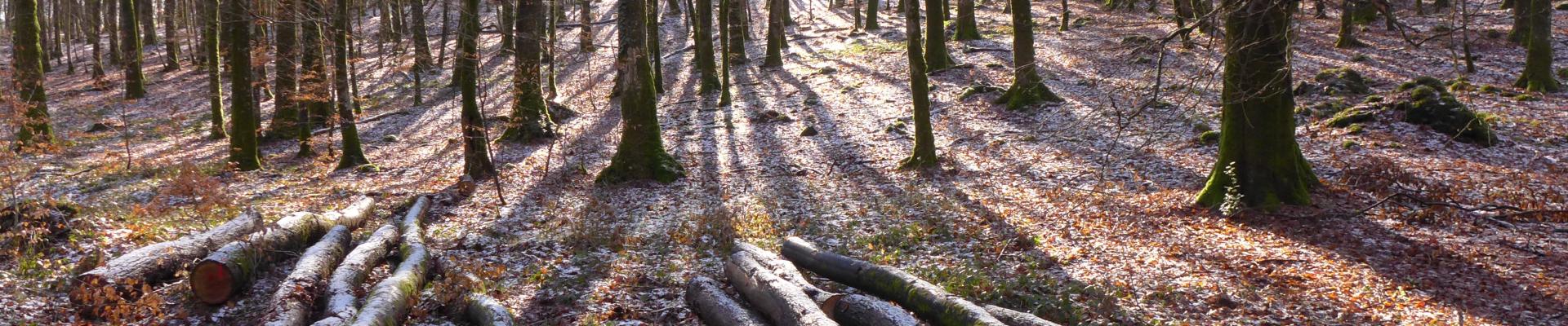 Forêt
