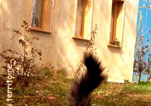 chat2014_copie.jpg