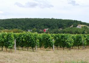 vue_depuis_la_route_de_chinon.jpg