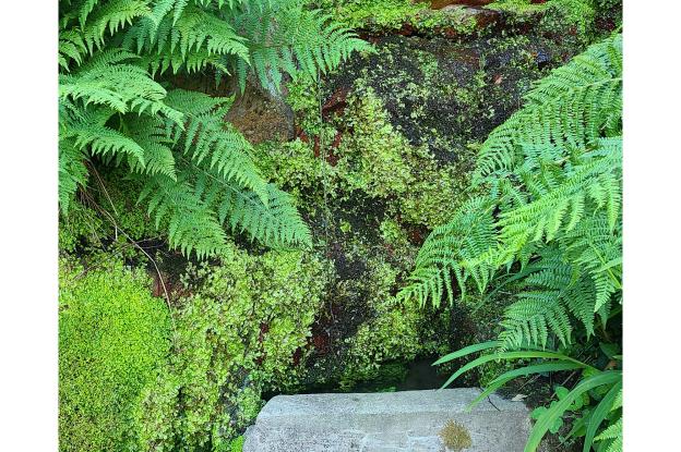 Mur ruisselant