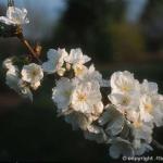 prunus-serrulata_taihaku_fleurs.jpg
