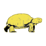 tortue.png