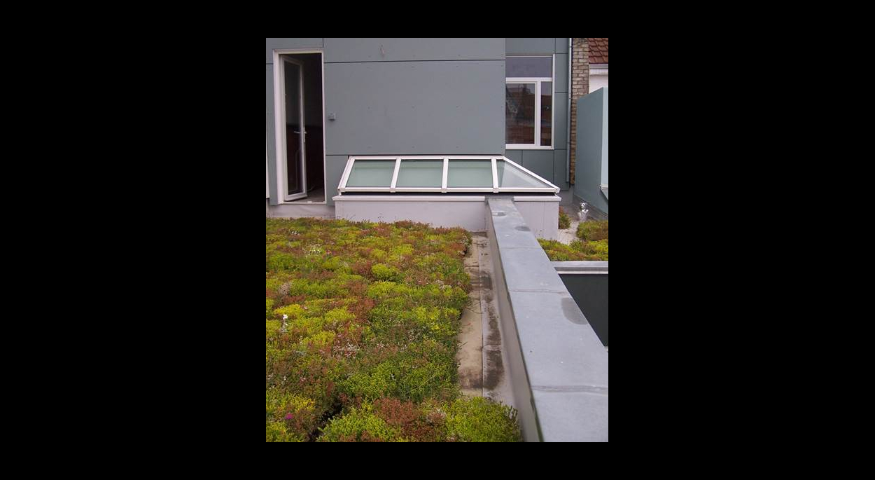 la toiture terrasse végétalisée