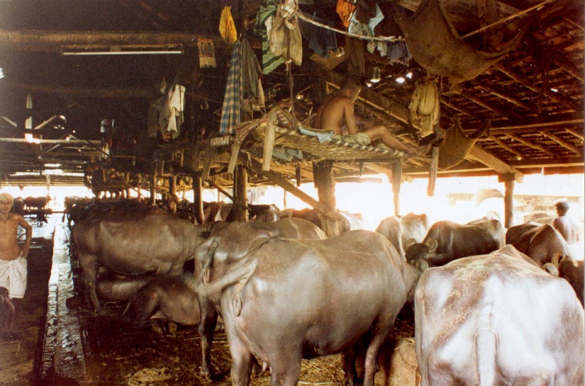 Projet d'habitat très économique pour les ouvriers de fermes laitieres à Mumbai, Inde. Par l'atelier S architectures, architecte à Toulouse